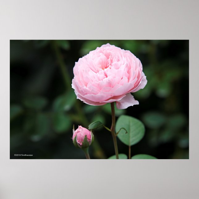 Póster Rosa del Castillo de Alnwick (Frente)