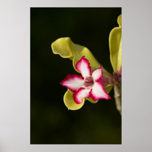 Póster Rosa del Desierto (Adenium Obesum), Sudáfrica