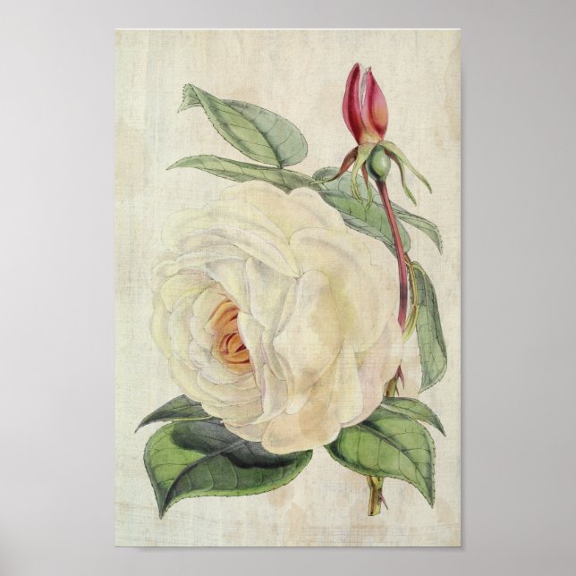 Póster Rosa del presidente botánico de la época (Frente)