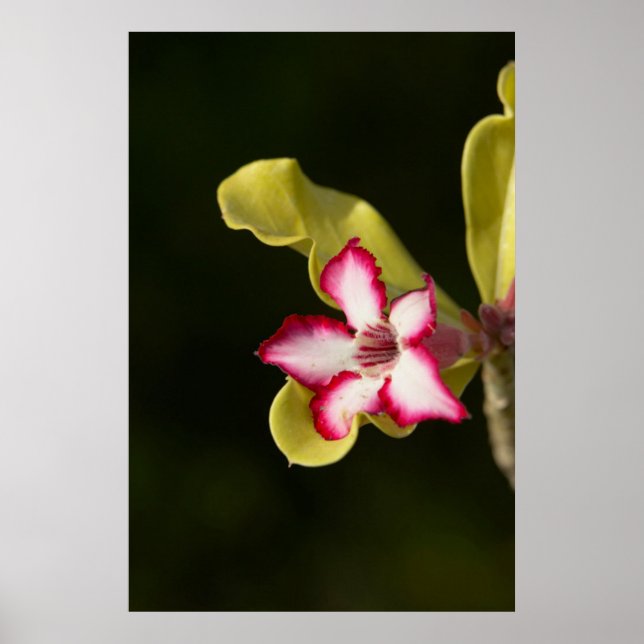 Póster Rosa Desierto (Adenium Obesum), Sudáfrica (Frente)
