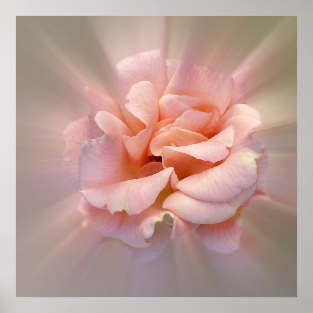 Póster Rosa dorado (Frente)