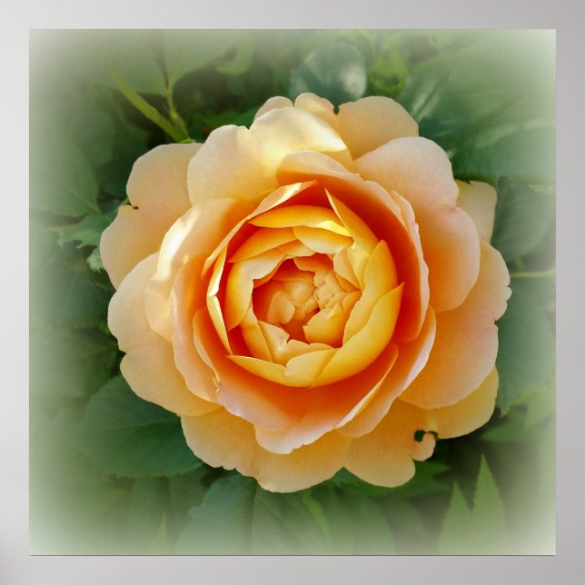 Póster Rosa dorado (Frente)