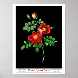 Póster Rosa Eglanteria Black Poster