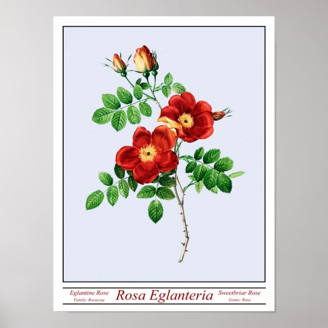 Póster Rosa Eglanteria Blue Poster (Frente)