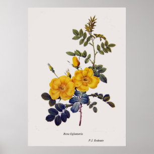 Póster Rosa Eglanteria, rosas silvestres, P. J. Redoute