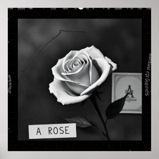 Póster Rosa en blanco y negro estilo negativo de película