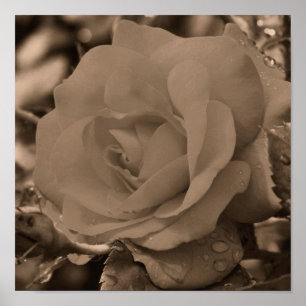 Póster Rosa En Bloom Con Lluvias En Sepia