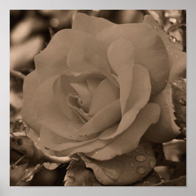 Póster Rosa En Bloom Con Lluvias En Sepia (Frente)