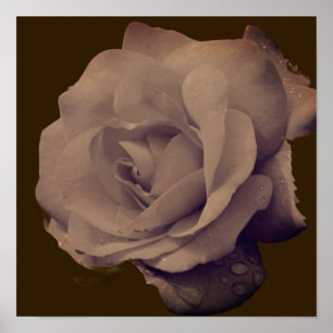 Póster Rosa en Flor con Gotitas de Lluvia Vintage