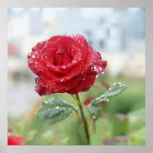 Póster Rosa en gotas de lluvia