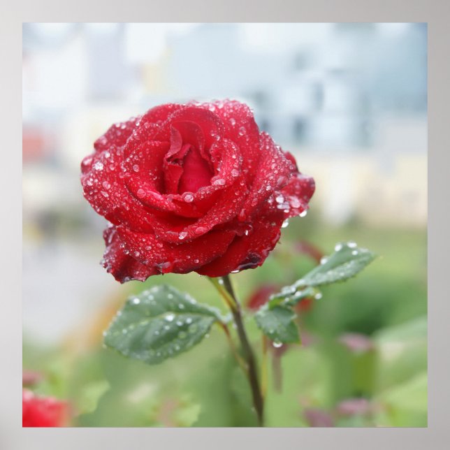 Póster Rosa en gotas de lluvia (Frente)