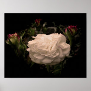 Póster Rosa en la nube blanca