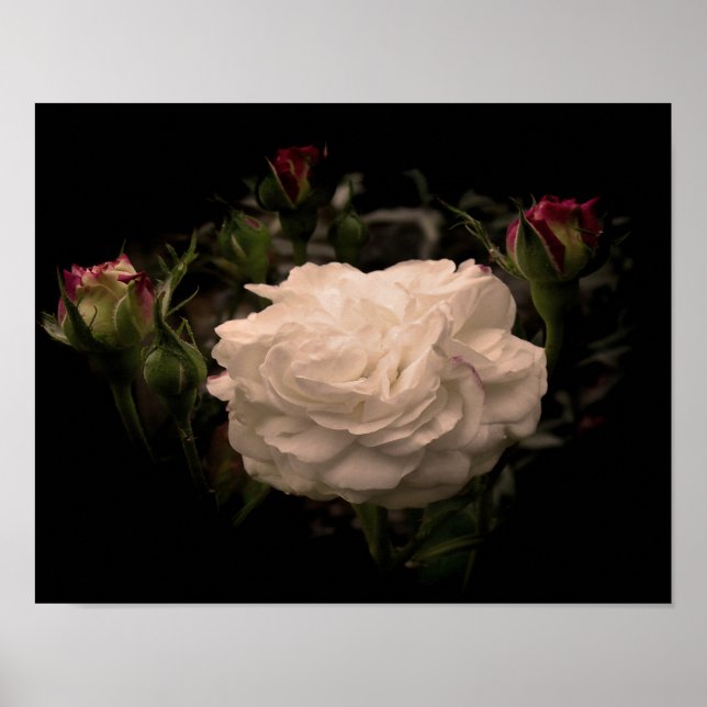 Póster Rosa en la nube blanca (Frente)