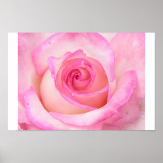 Póster Rosa en la vista de macros