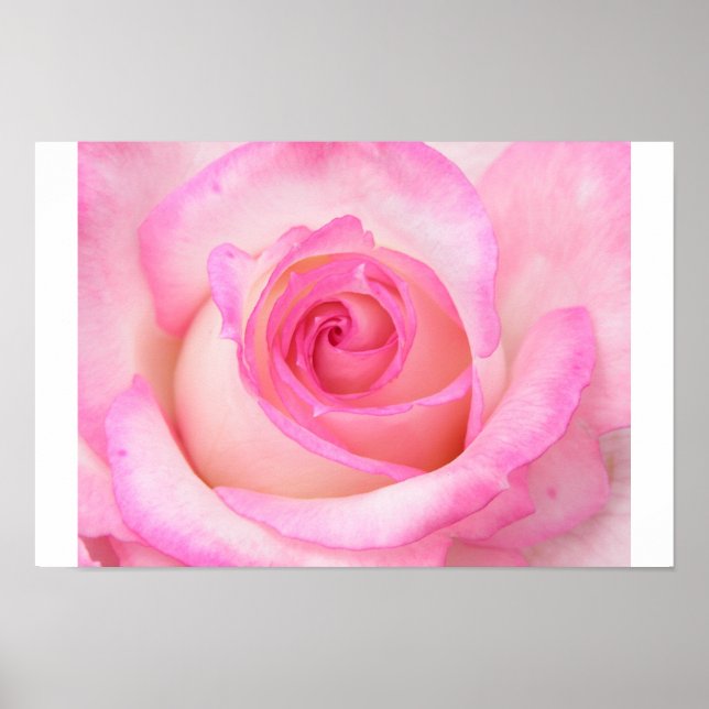 Póster Rosa en la vista de macros (Frente)