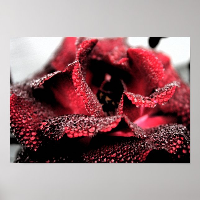 Póster Rosa en Poster/impresión en flor (Frente)