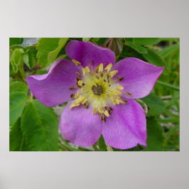 Póster Rosa Espinosa de Alberta Rosa Silvestre F13