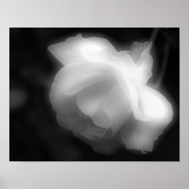 Póster Rosa Flor blanco negro foto impresa (Frente)