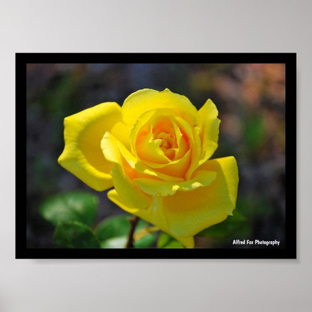 Póster Rosa floral amarilla (Frente)