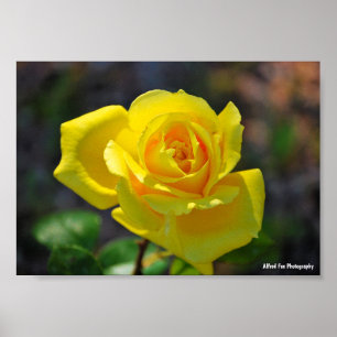 Póster Rosa floral amarilla