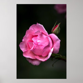 Póster Rosa Floral Fotografía De Naturaleza