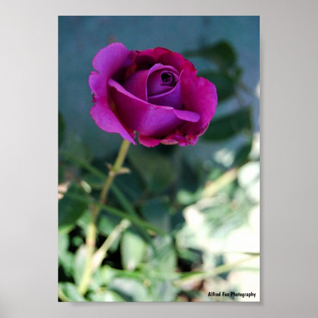 Póster Rosa Floral Púrpura (Frente)
