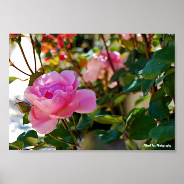 Póster Rosa Floral Rosa (Frente)