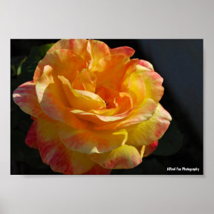 Póster Rosa floral rosa y amarilla