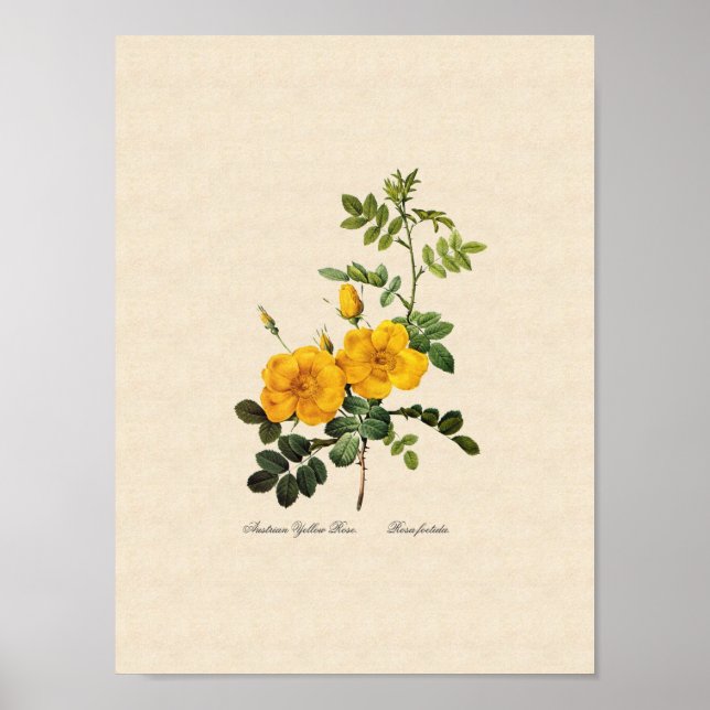 Póster Rosa foetida (Frente)