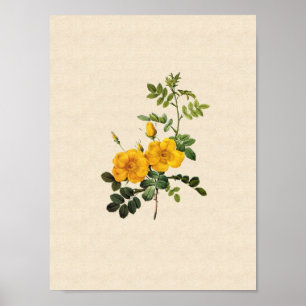 Póster Rosa foetida