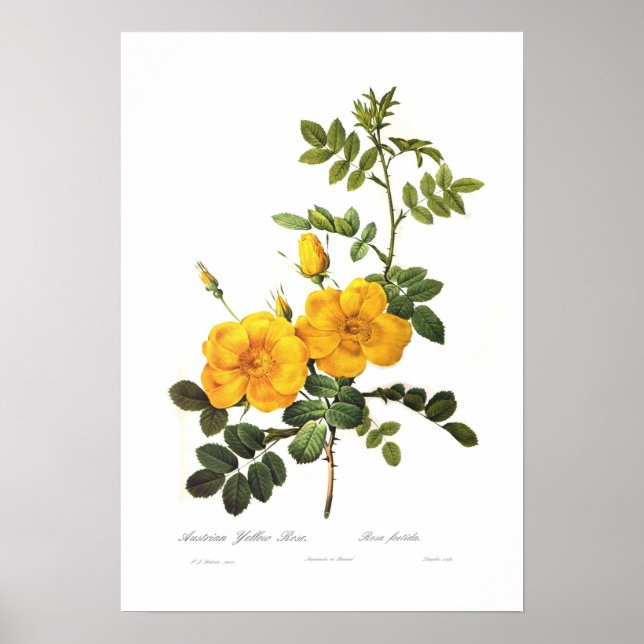 Póster Rosa foetida (Frente)