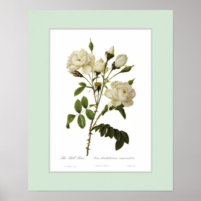 Póster Rosa francofurtana, frontera Personalizado (Frente)