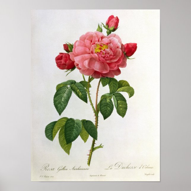 Póster Rosa Gallica Aurelianensis (Frente)