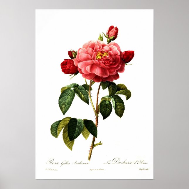Póster Rosa gallica aurelianensis (Frente)