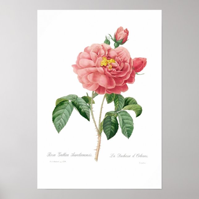 Póster Rosa gallica aurelianensis (Frente)