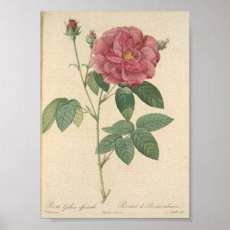 Póster Rosa Gallica Officinalis, Rosier des Apothicaires