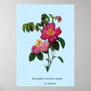 Póster Rosa gallica, Pierre Joseph Redouté