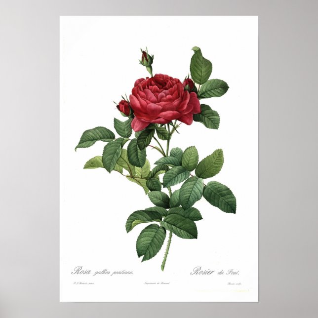 Póster Rosa gallica pontiana (Frente)