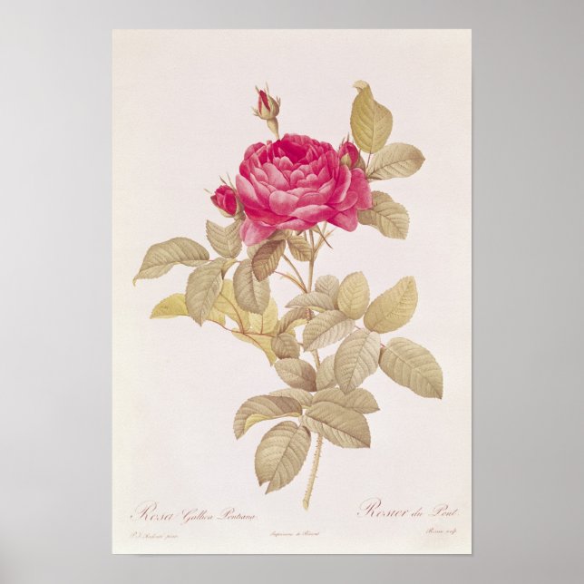 Póster Rosa Gallica Pontiana, from 'Les Roses' (Frente)