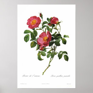 Póster Rosa gallica pumila por Pierre-Joseph Redoute