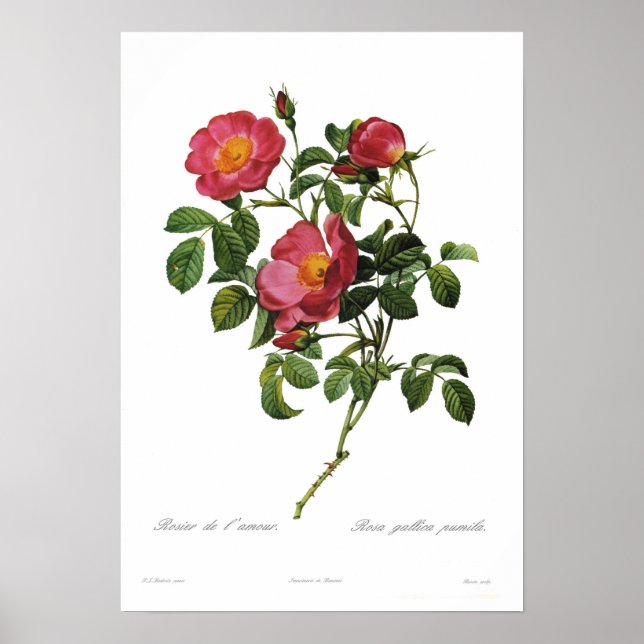 Póster Rosa gallica pumila por Pierre-Joseph Redoute (Frente)