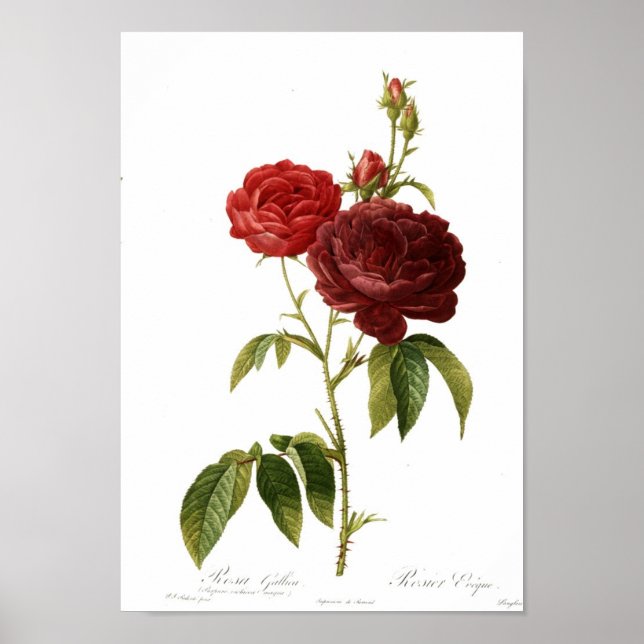 Póster Rosa gallica purpuro-violacea magna (Frente)