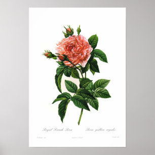 Póster Rosa gallica regalis
