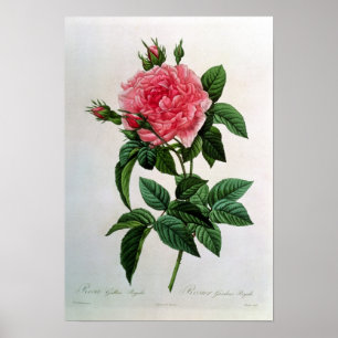 Póster Rosa Gallica Regallis