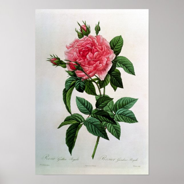 Póster Rosa Gallica Regallis (Frente)