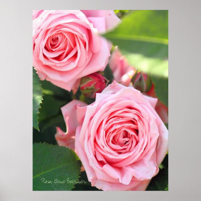 Póster Rosa Gene Boerner [Papel para cartel de valor] (Frente)