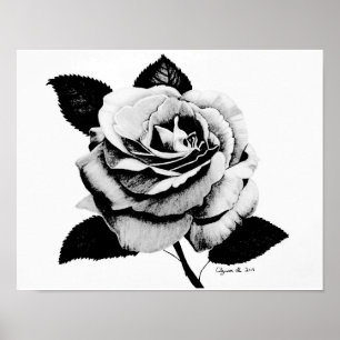 Póster Rosa grabado 11x14 Poster
