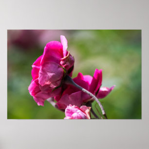 Póster Rosa - Gracia Magenta
