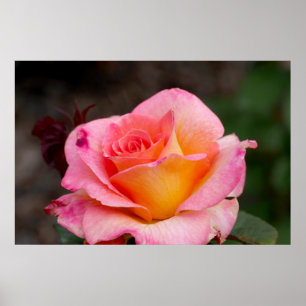 Póster Rosa híbrido