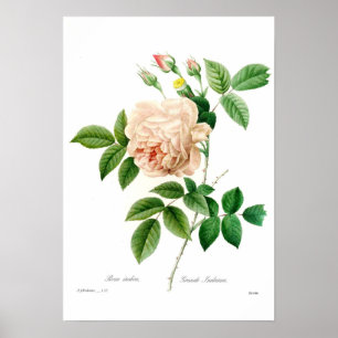 Póster Rosa indica
